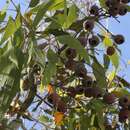 Image of Corymbia cliftoniana (W. Fitzg.) K. D. Hill & L. A. S. Johnson