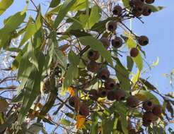 Image of Corymbia cliftoniana (W. Fitzg.) K. D. Hill & L. A. S. Johnson