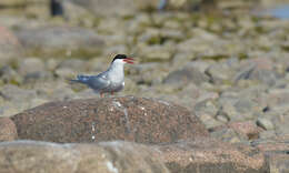 Image of Arctic Tern