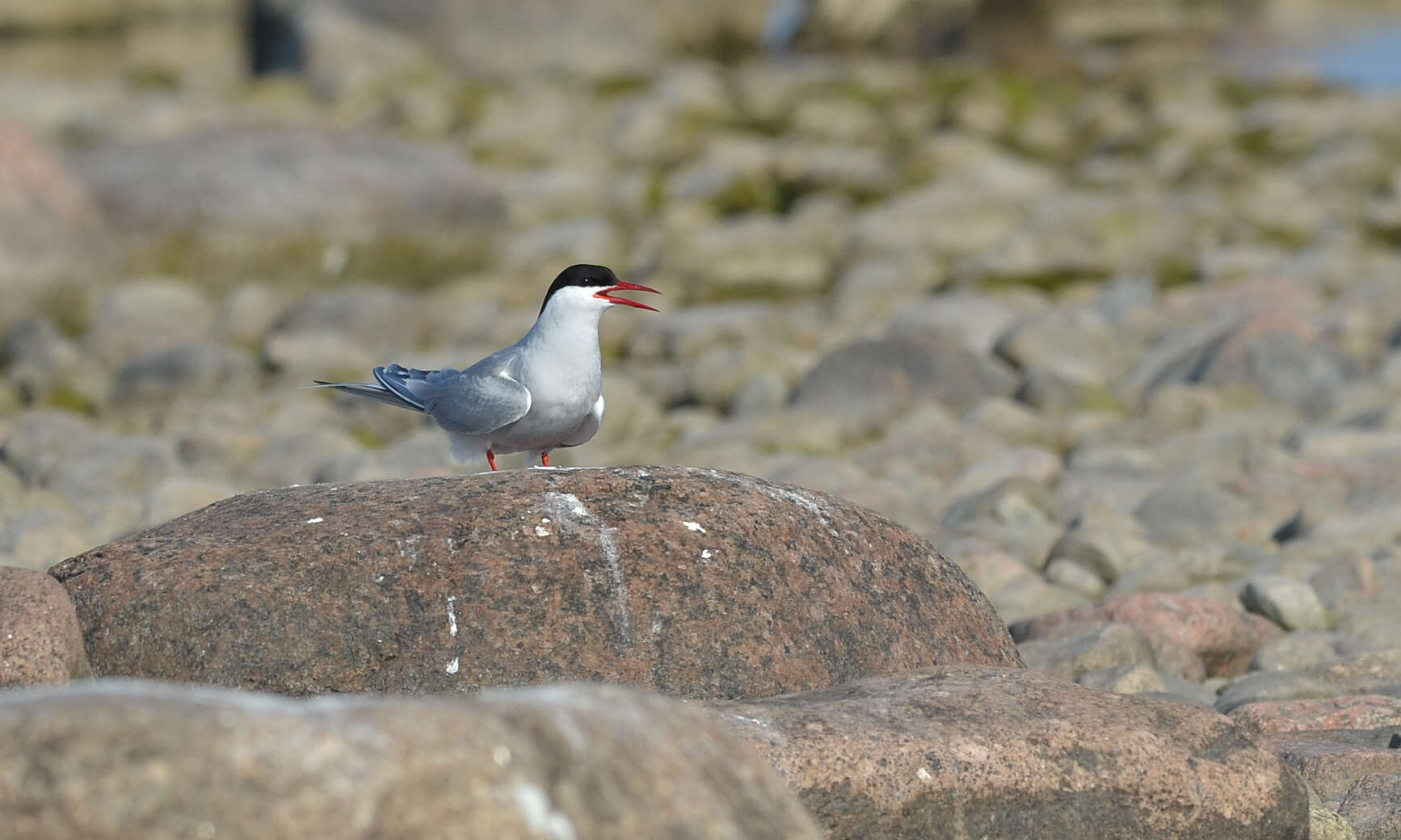 Image of Arctic Tern