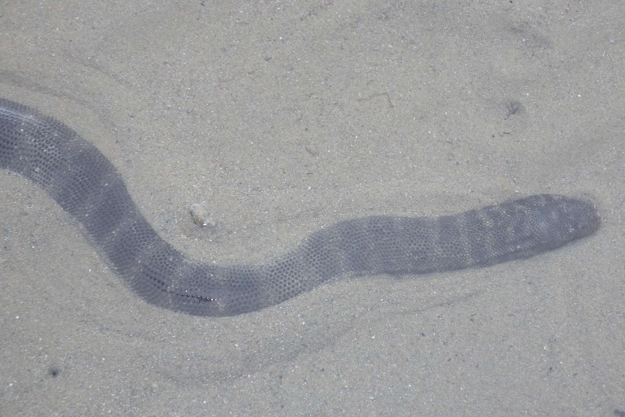 Image of Little Filesnake