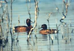 Image of Ferruginous Duck