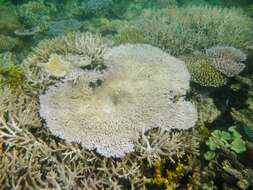 Image of Table coral