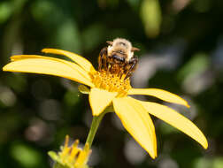 Image of Common Eastern Bumblebee