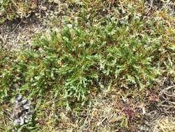 Image of red sandspurry