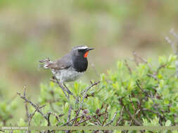 Image of Himalayan Rubythroat