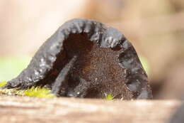 Image of Black Witches' Butter