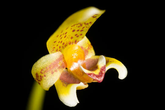 Image of Bulbophyllum pteroglossum Schltr.