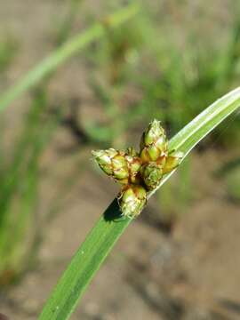 Sivun Schoenoplectiella mucronata (L.) J. Jung & H. K. Choi kuva