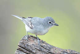 Imagem de Vireo plumbeus Coues 1866