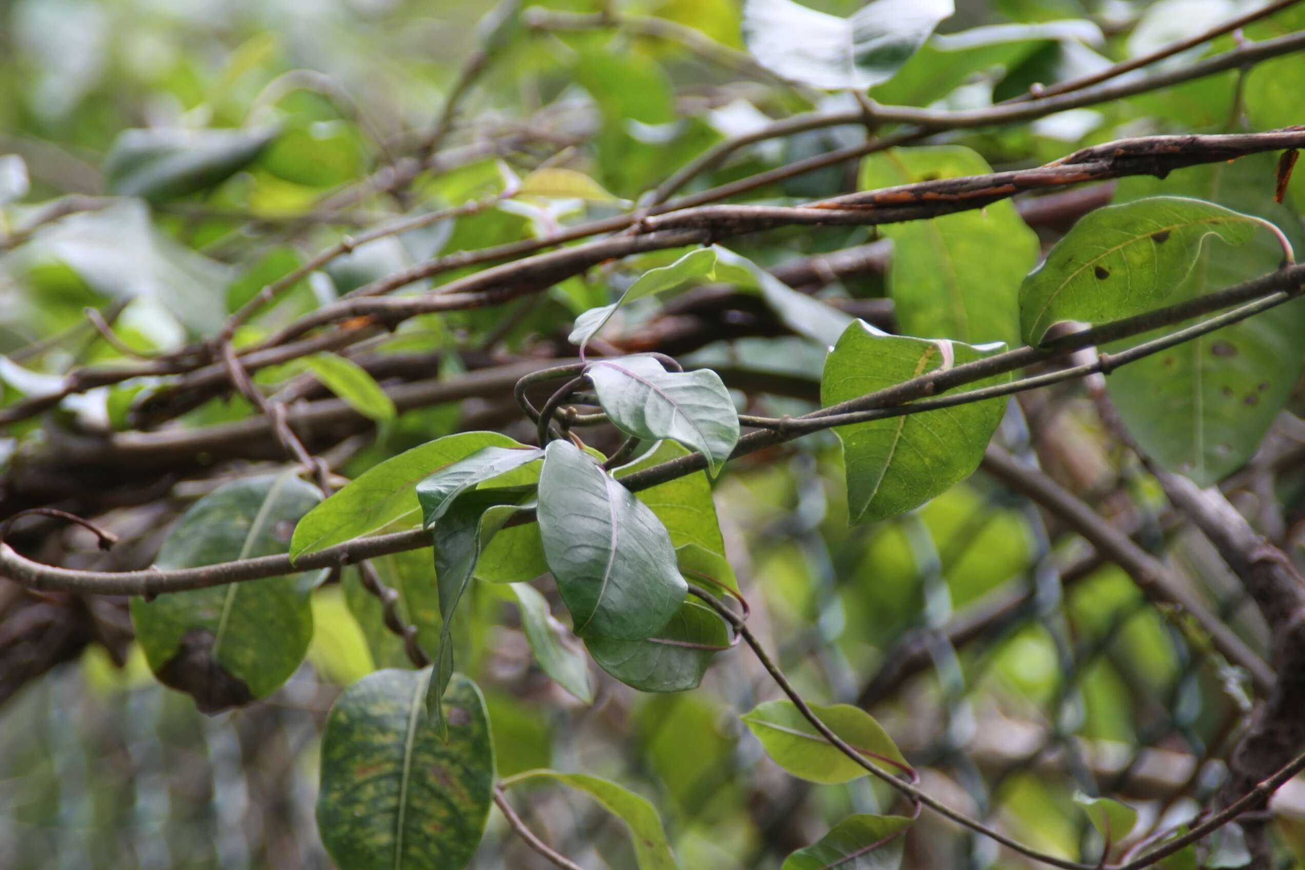 Image of Palay rubbervine