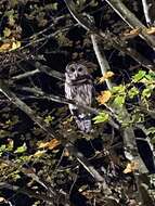 Image of Barred Owl