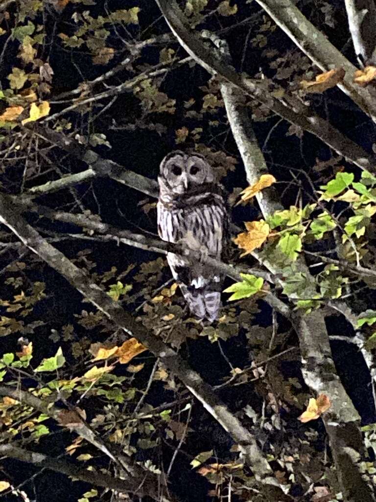 Image of Barred Owl