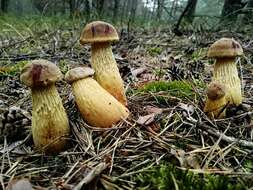 Слика од Aureoboletus projectellus (Murrill) Halling 2015