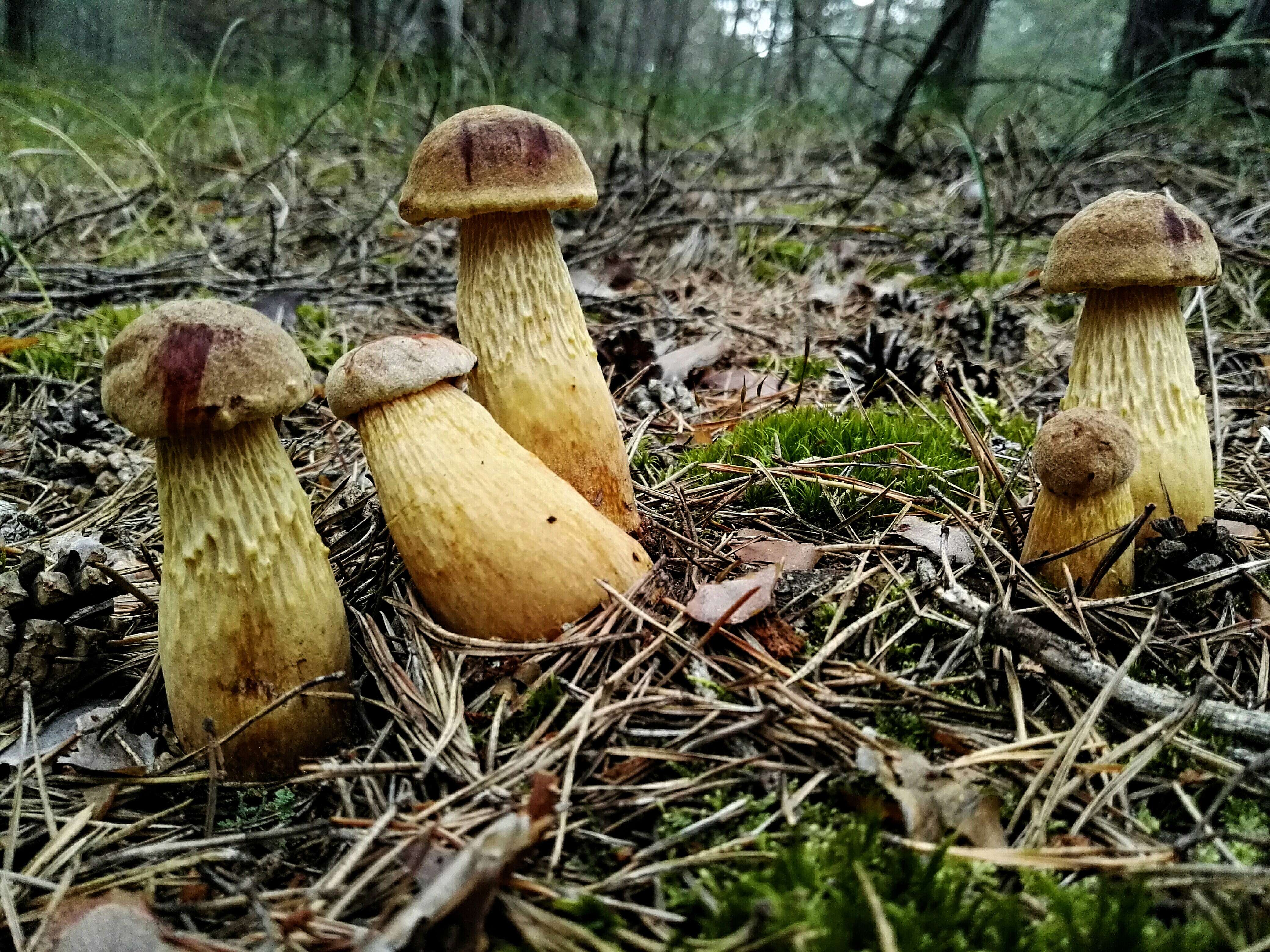 Слика од Aureoboletus projectellus (Murrill) Halling 2015