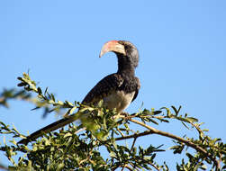 Image of Monteiro's Hornbill