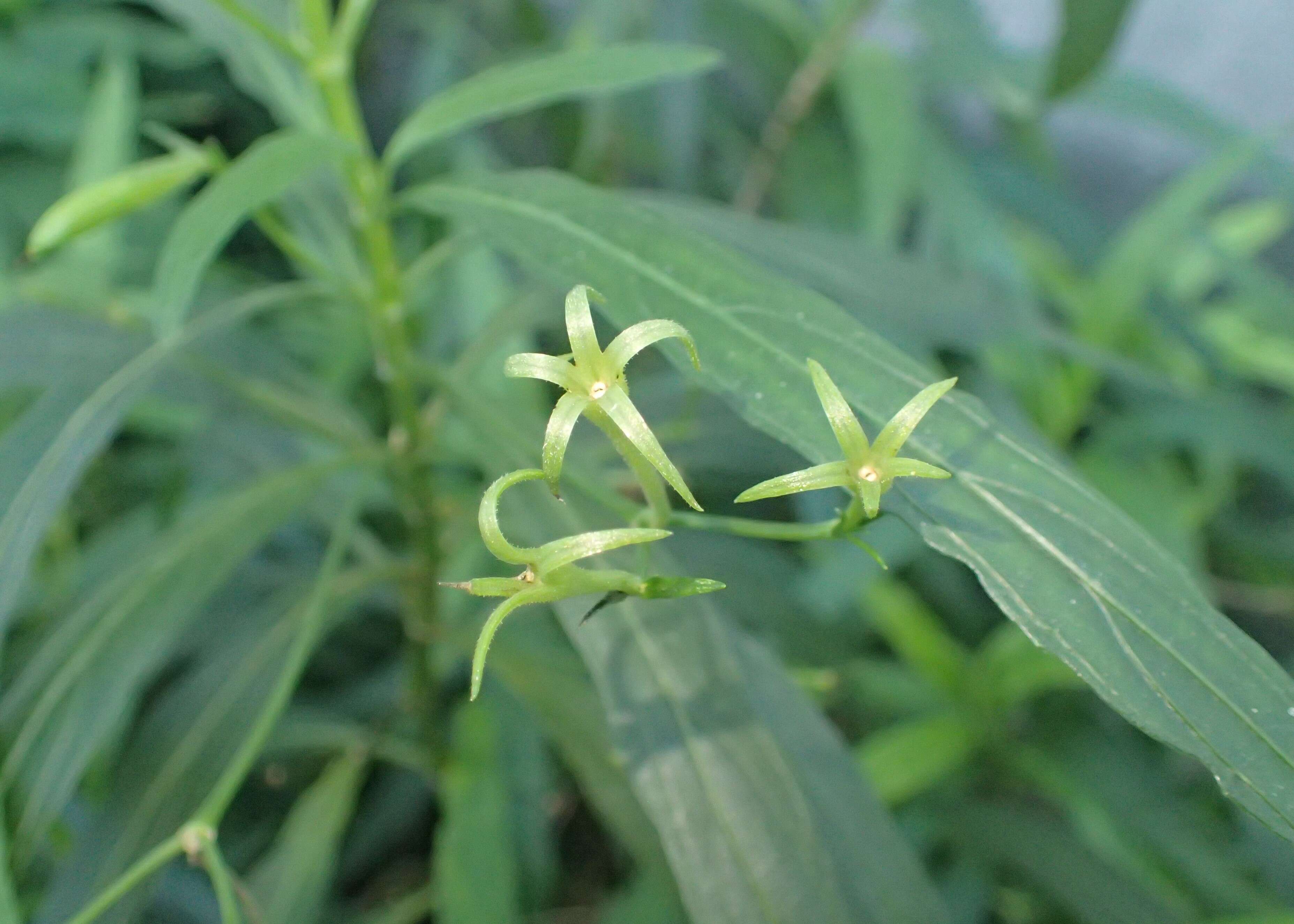 Image de Ruellia simplex Wright