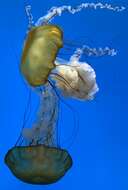 Image of Sea nettle