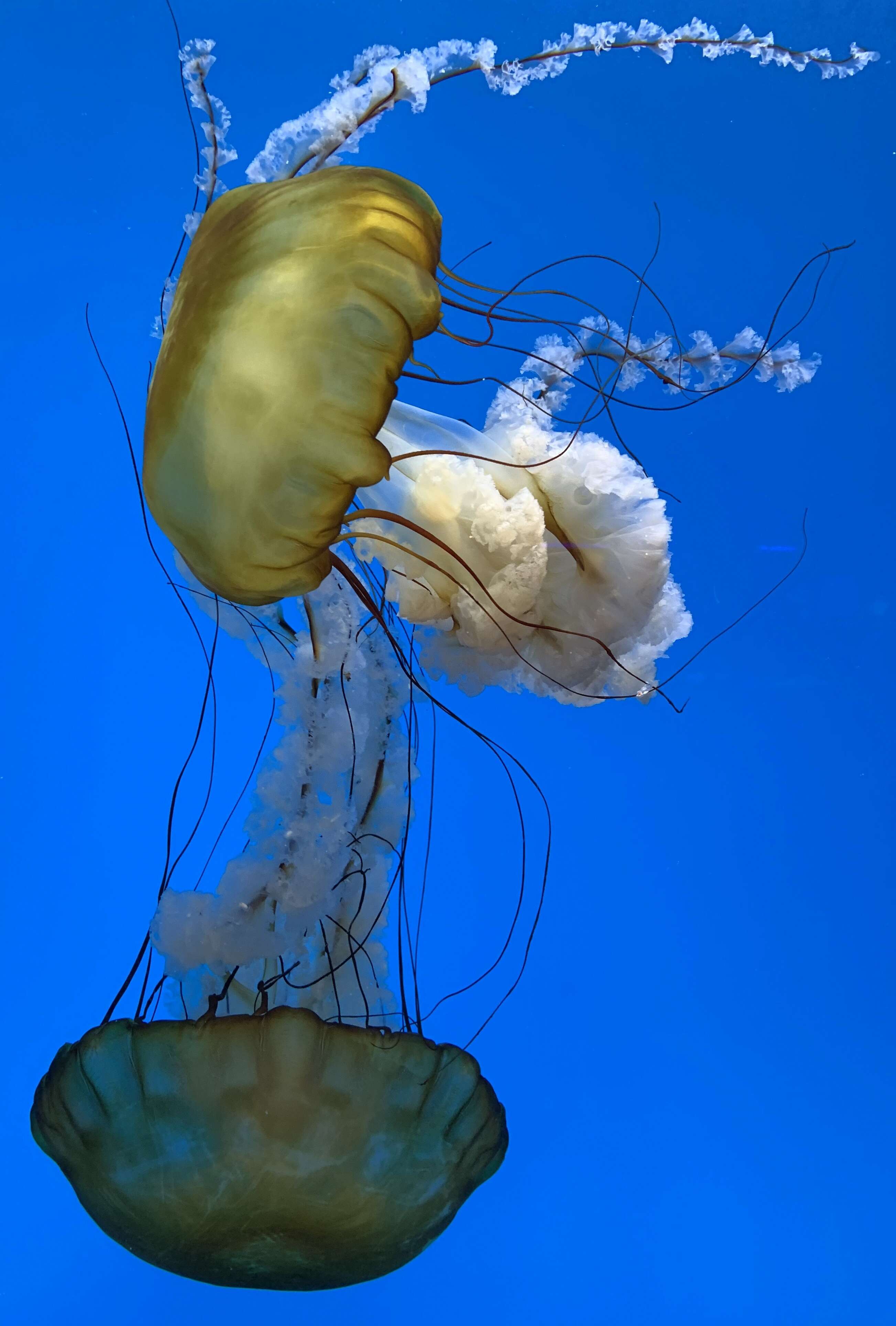 Image of Sea nettle