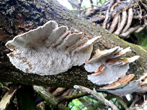 Image of Trametes hirsuta (Wulfen) Lloyd 1924