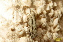 Image of Epinotia granitana Herrich-Schäffer