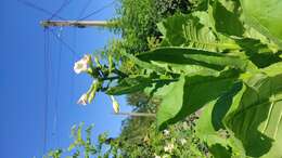 Image of cultivated tobacco