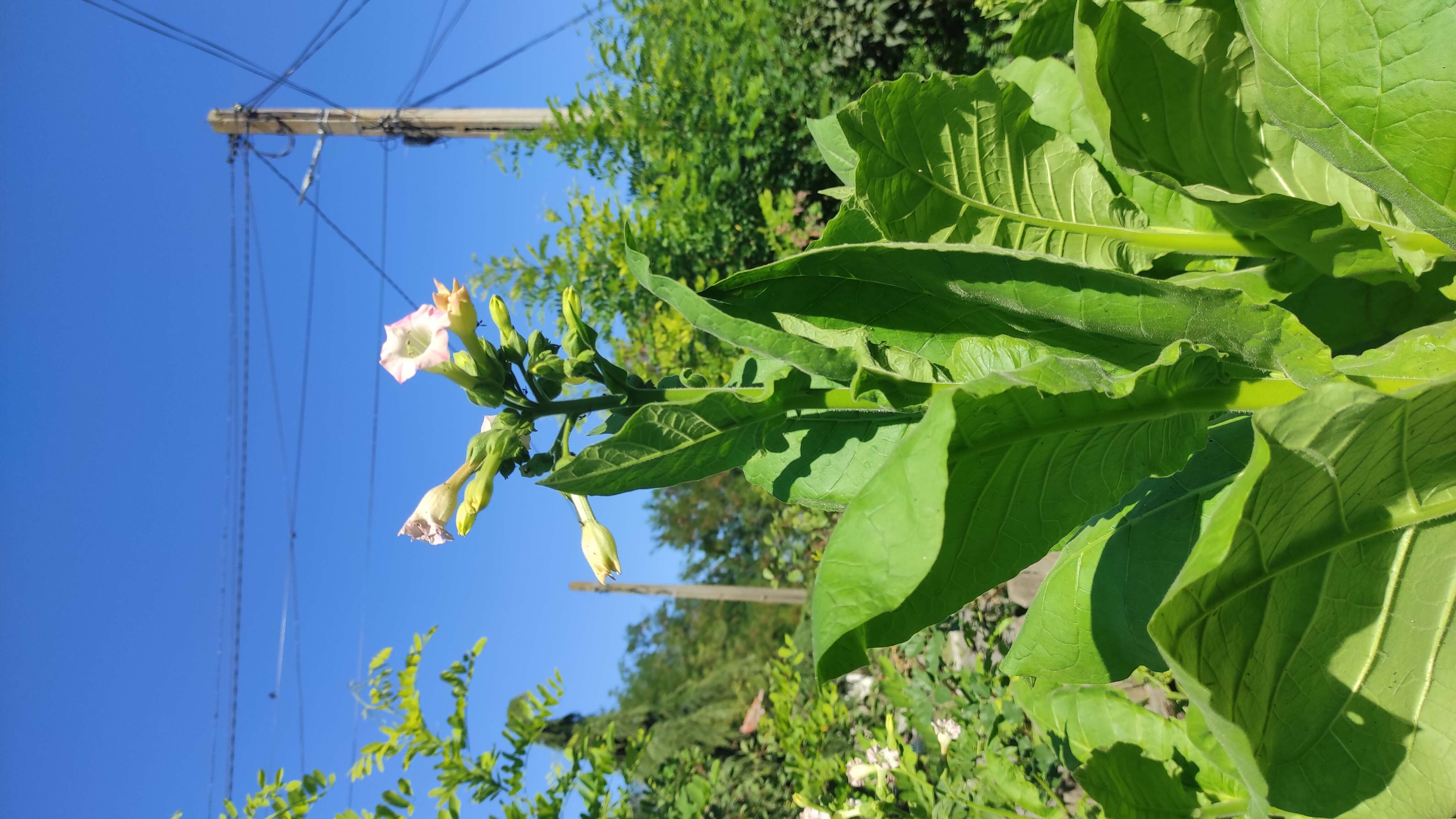 Image of cultivated tobacco