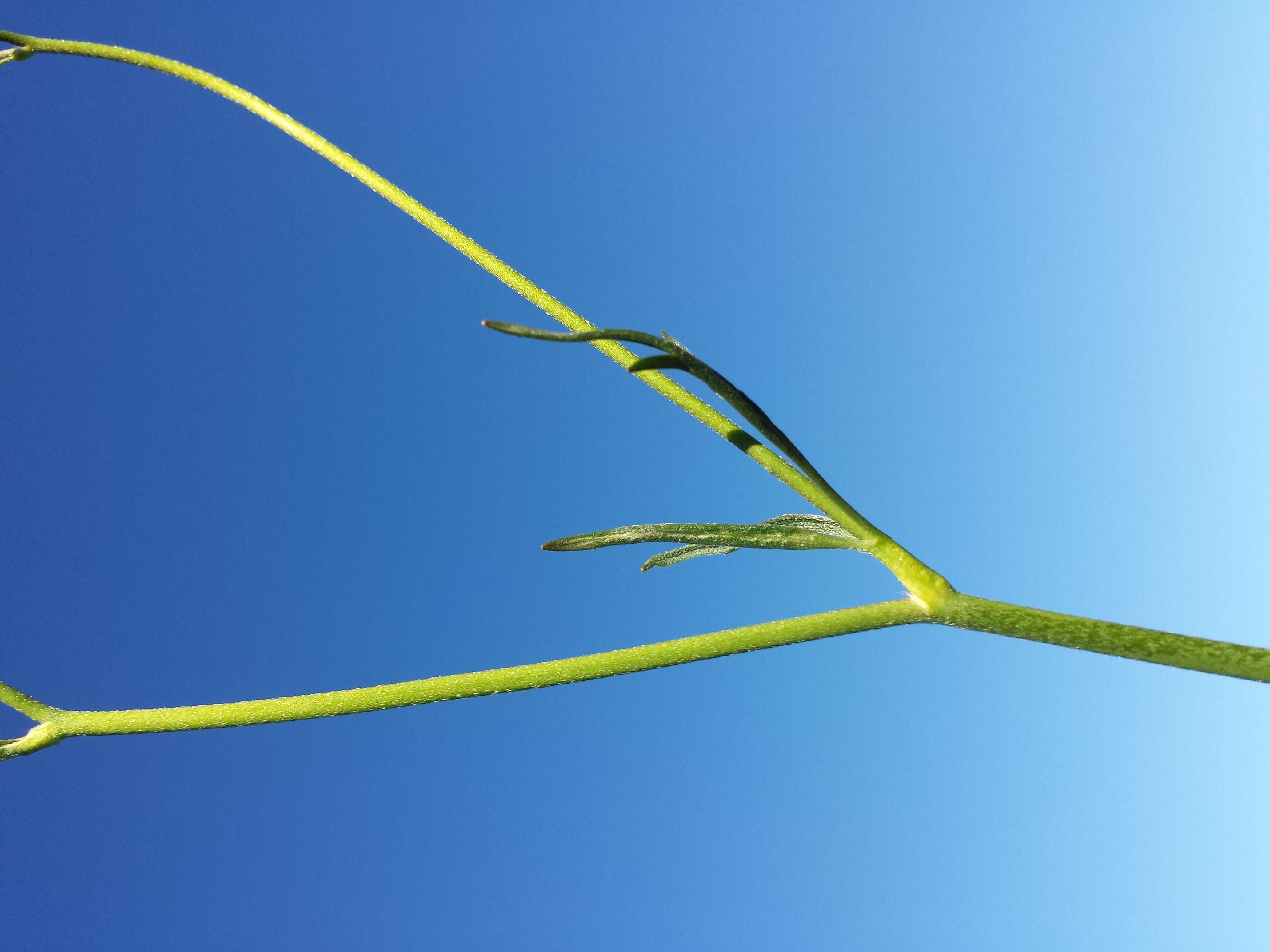 Image of common buttercup