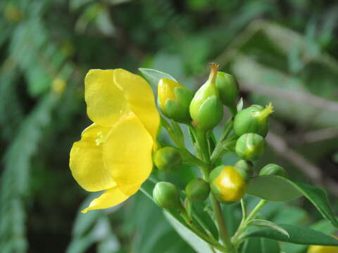 Image of Hypericum oblongifolium Choisy