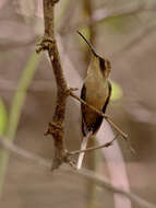 Phaethornis subochraceus Todd 1915 resmi