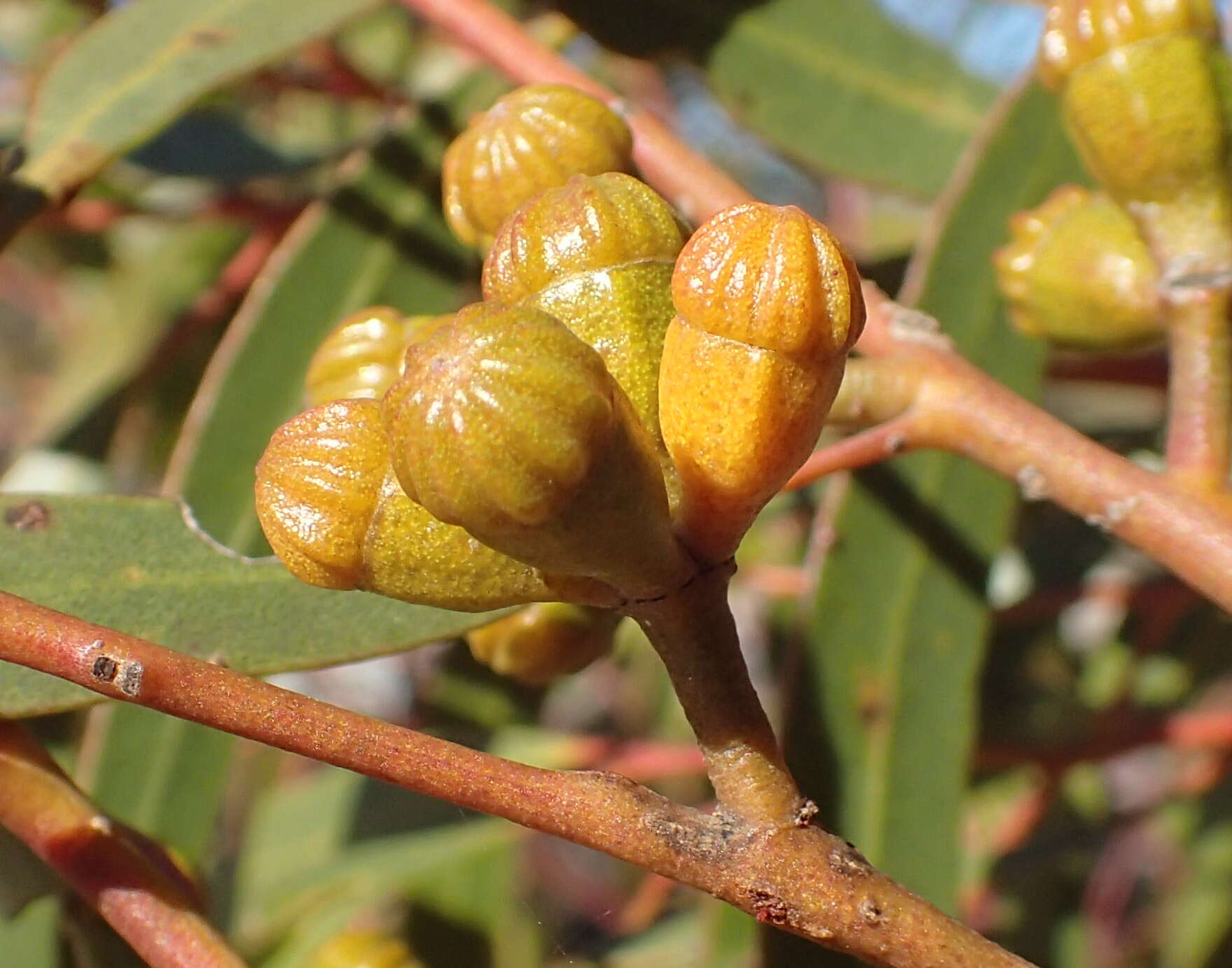 Eucalyptus pileata Blakely resmi