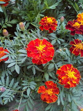 Image of French marigold