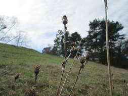 Image of spotted knapweed