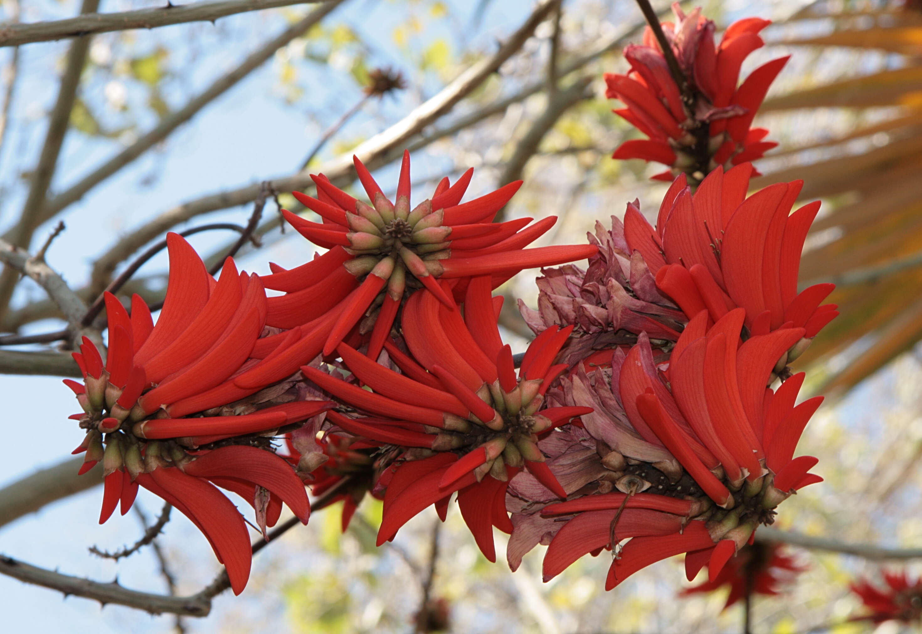 Image of coral erythrina