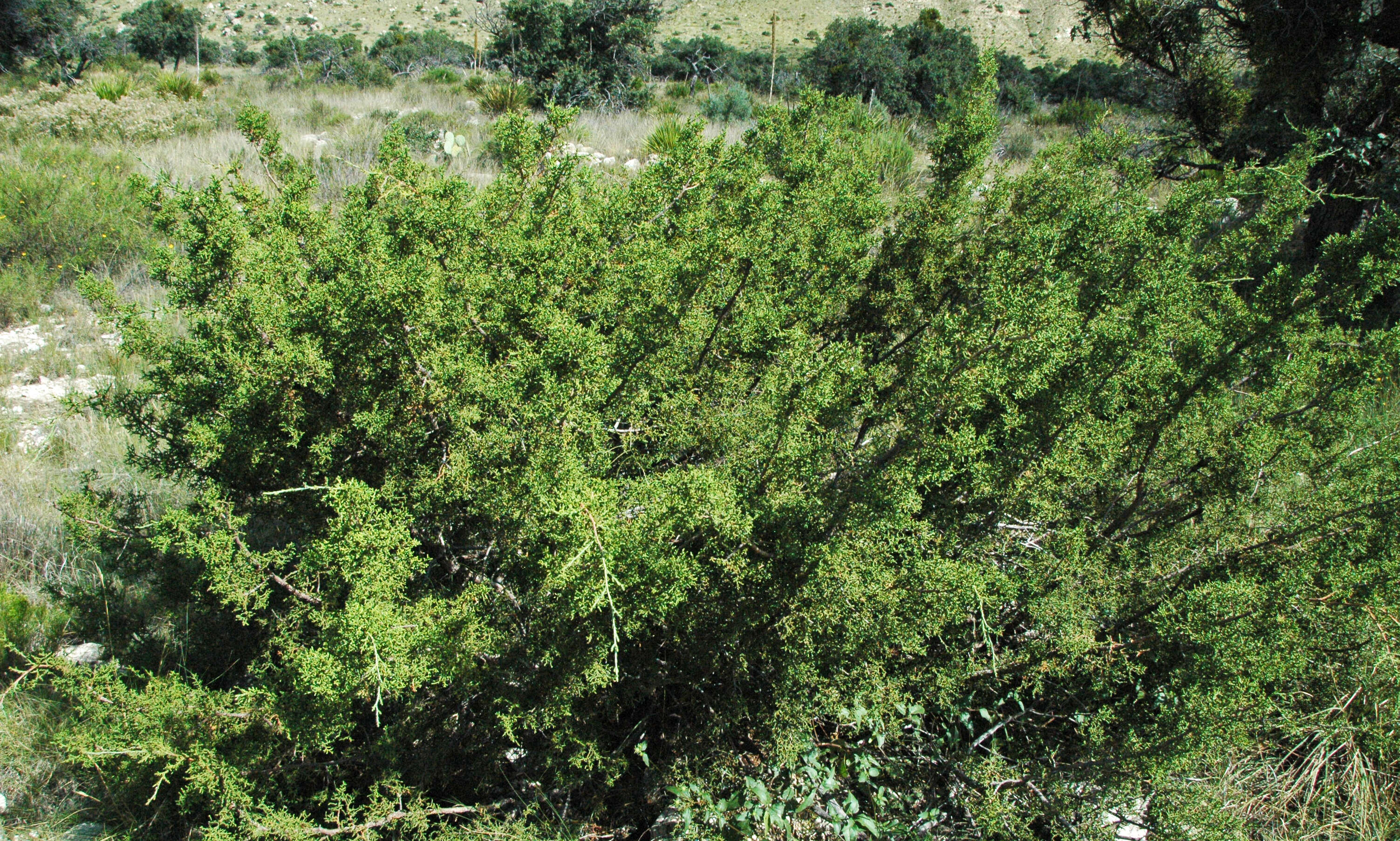 Image of Pinchot's juniper