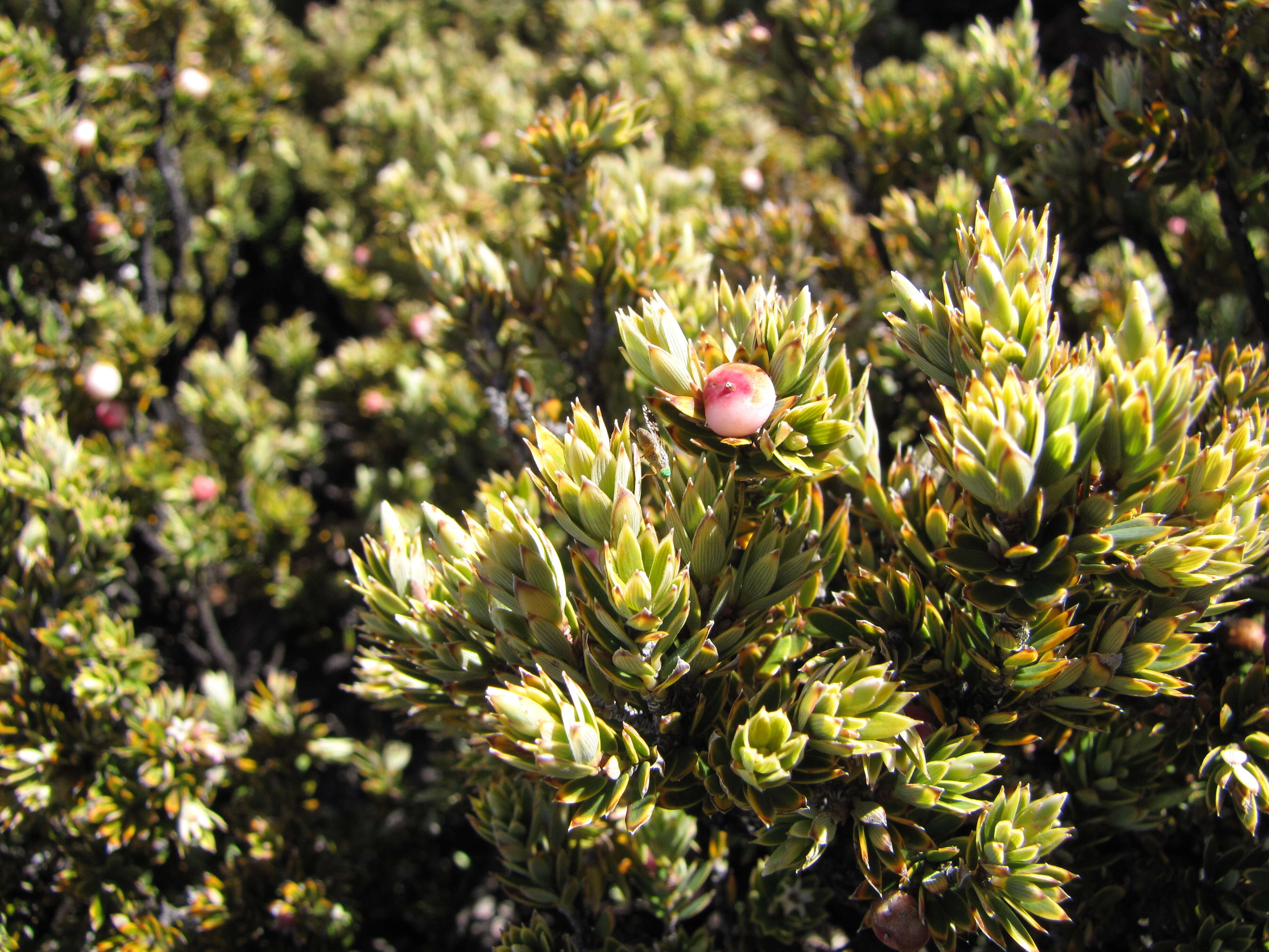 Image of Trupanea crassipes (Thomson 1869)