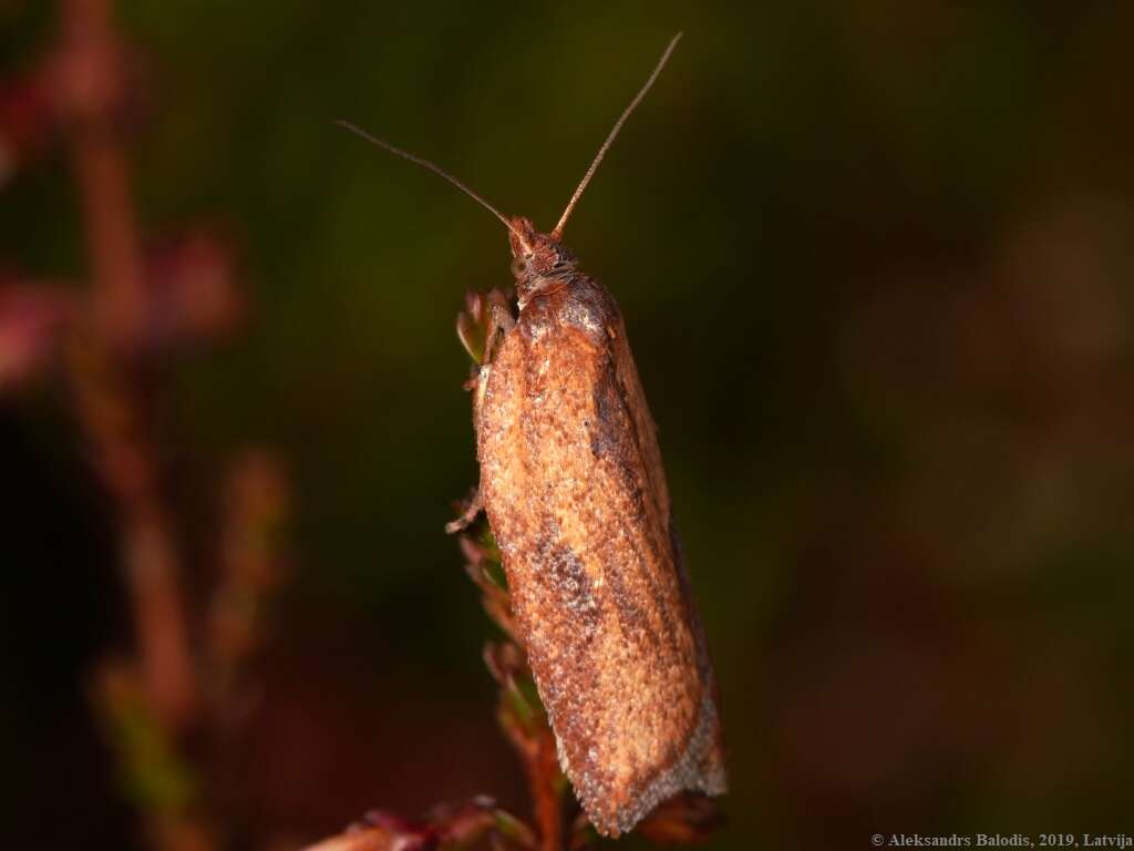 Image of Acleris rufana Denis & Schiffermüller 1775