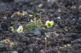 صورة Papaver radicatum subsp. polare Tolm.