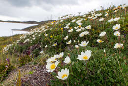 Imagem de Dryas octopetala L.