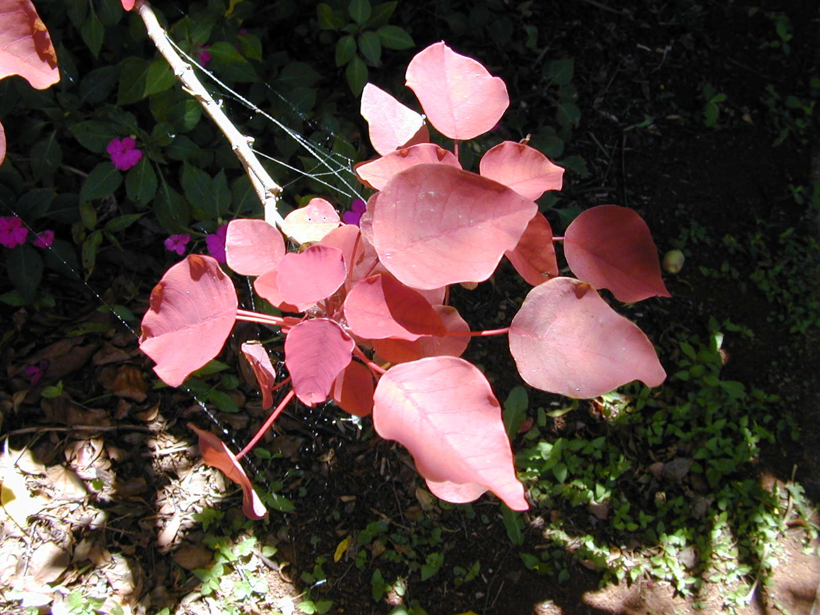 Image of Mexican shrubby spurge