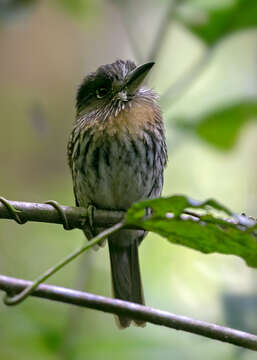 Image of White-whiskered Puffbird