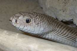 Image of Pine Snake