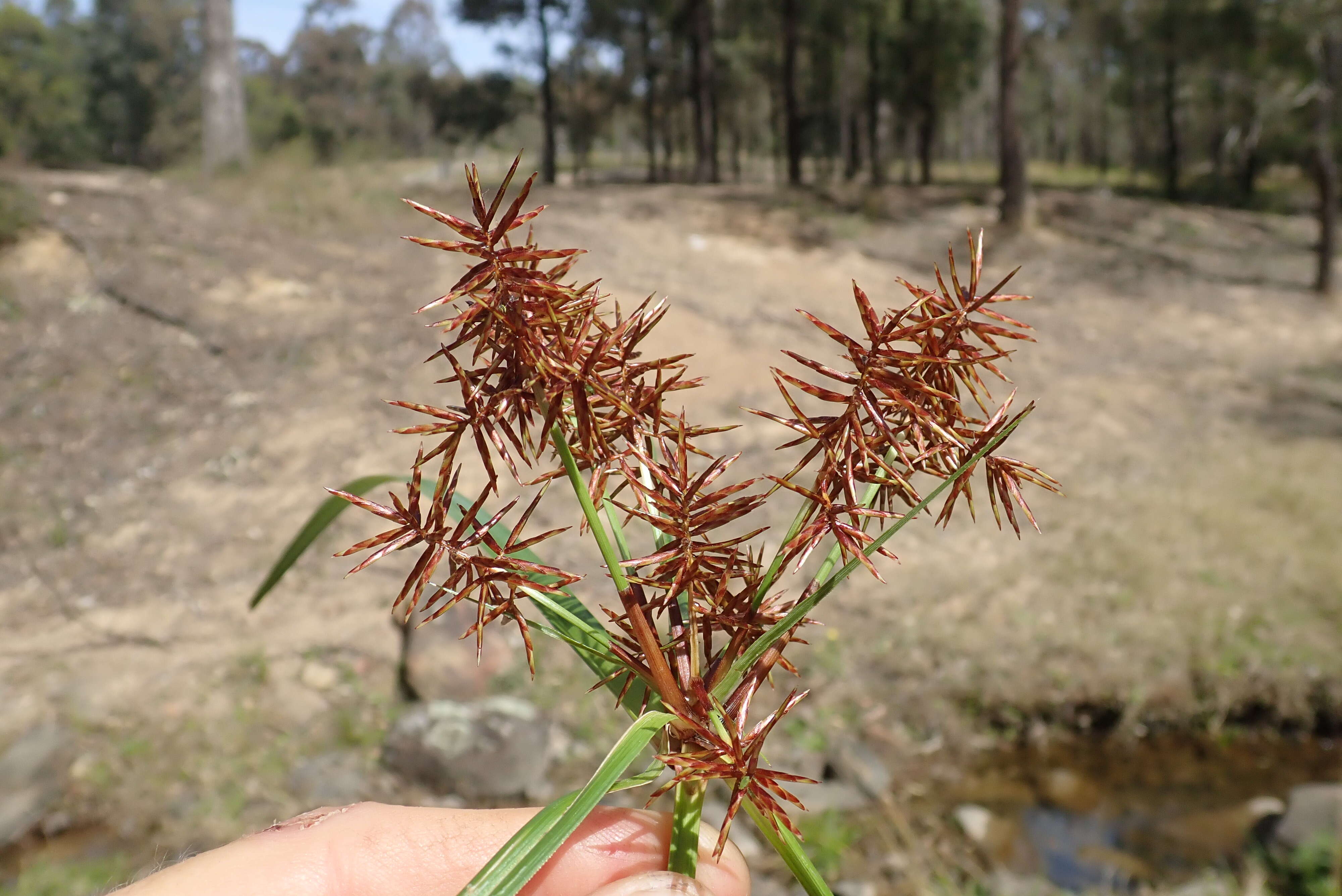 Image of nutgrass