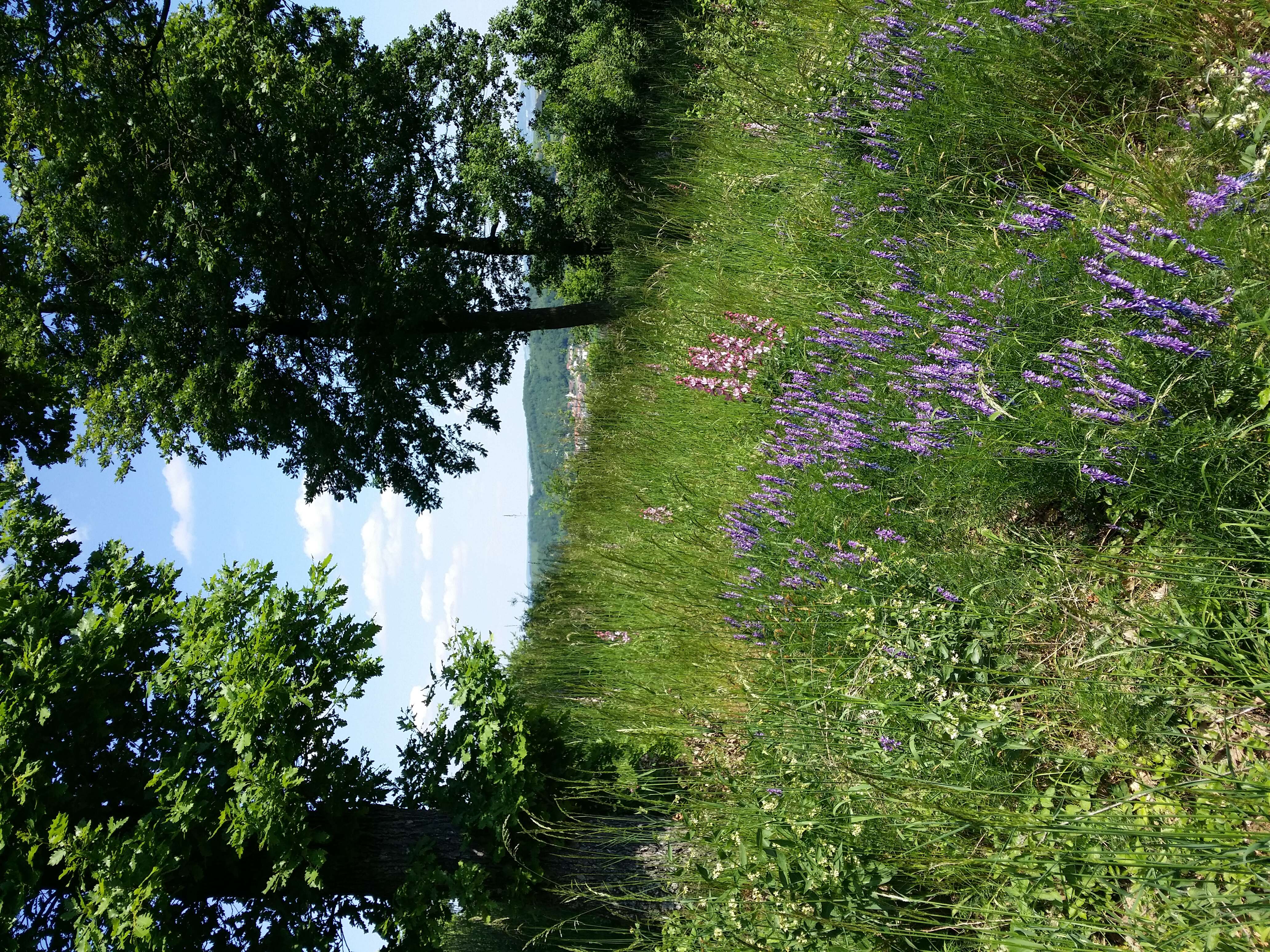 Imagem de Vicia tenuifolia Roth