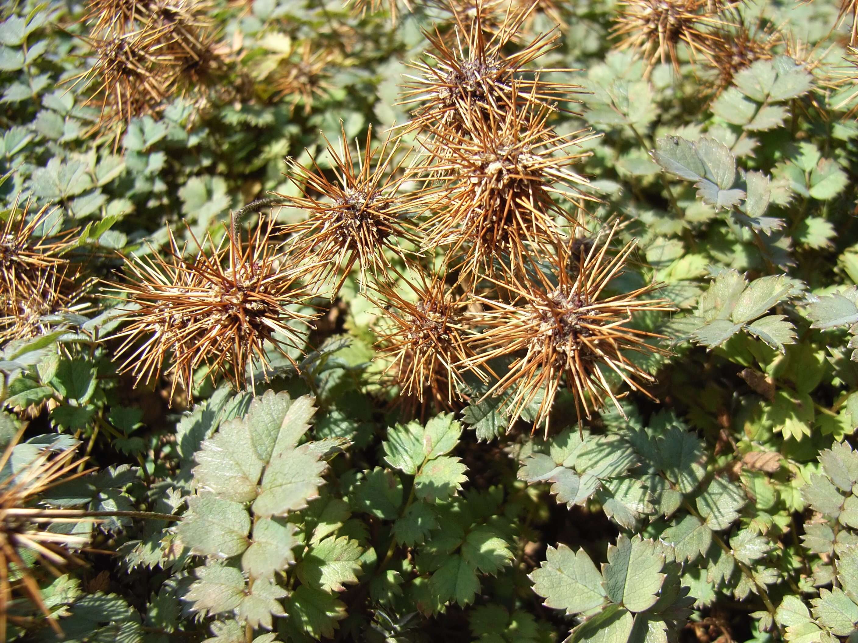 Image of Acaena microphylla Hook. fil.