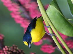 Image of Thick-billed Euphonia