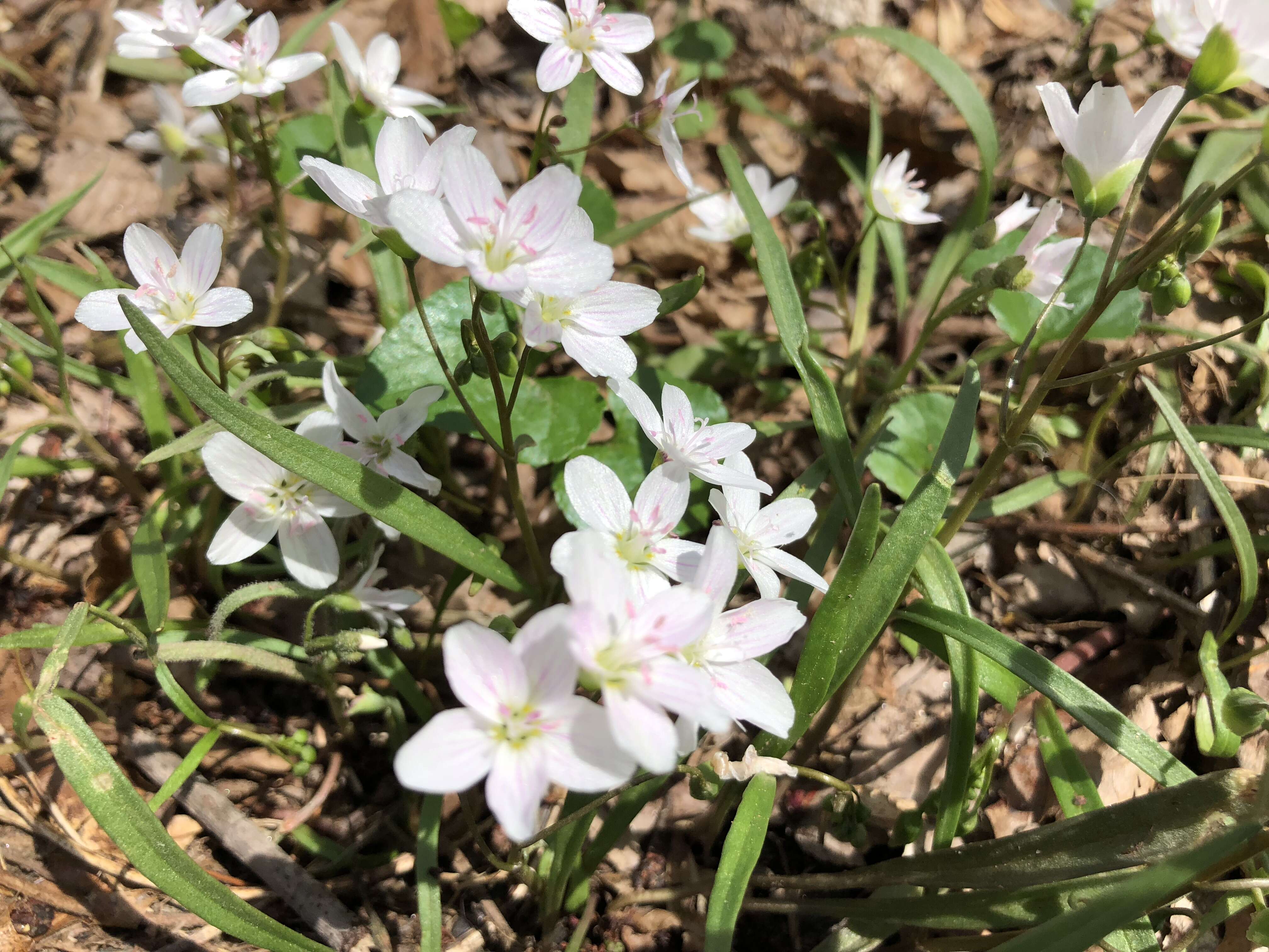 Image of Virginia springbeauty