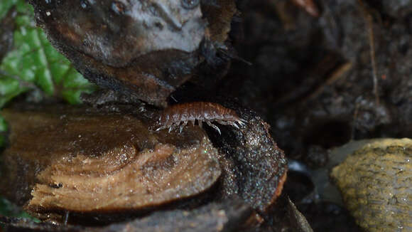 Image of common pygmy woodlouse