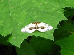 Image of clouded magpie