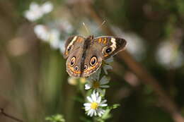 Image of Common buckeye